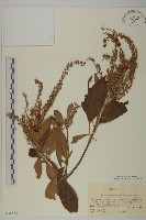 華東山柳藏品圖，第1張
