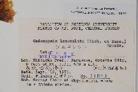 羊乳、四葉參藏品圖，第2張