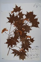 登錄號:S048894藏品圖，第1張