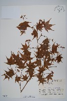 登錄號:S048895藏品圖，第1張