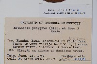 木天蓼、葛棗獼猴桃、葛棗子藏品圖，第2張