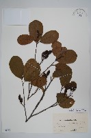 登錄號:S048905藏品圖，第1張