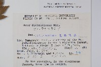 塞波德槭藏品圖，第2張