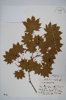 鈍翅槭藏品圖，第1張