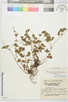 登錄號:S048913藏品圖，第1張