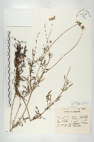 山籮卜藍盆花藏品圖，第1張