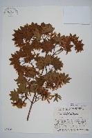 小葉塞波德槭藏品圖，第1張