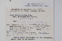 小葉塞波德槭藏品圖，第2張