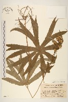 登錄號:S048917藏品圖，第1張