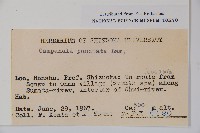 紫斑風鈴草藏品圖，第2張