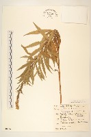 登錄號:S048926藏品圖，第1張