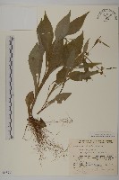 暗花金挖耳藏品圖，第1張