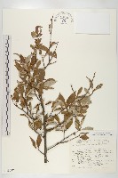 登錄號:S048937藏品圖，第1張