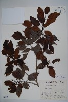 刻脈冬青藏品圖，第1張