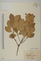 日本衛矛, 大葉黃楊藏品圖，第1張