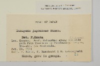 日本衛矛, 大葉黃楊藏品圖，第2張