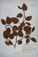 高地赤楊藏品圖，第1張