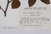 高地赤楊藏品圖，第2張