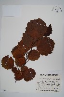 登錄號:S048953藏品圖，第1張