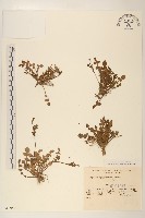 稻槎菜藏品圖，第1張