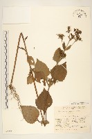 腺梗豨薟藏品圖，第1張