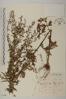 魁蒿藏品圖，第1張