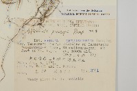 魁蒿藏品圖，第2張