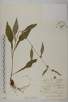 暗花金挖耳藏品圖，第1張