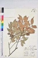 登錄號:S048965藏品圖，第1張