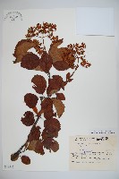 莢迷藏品圖，第1張