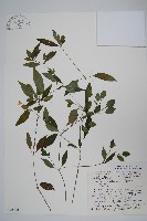 登錄號:S048968藏品圖，第1張