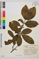 登錄號:S048970藏品圖，第1張