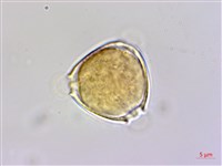 登錄號:S048970藏品圖，第1張