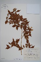 登錄號:S048975藏品圖，第1張