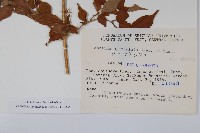 登錄號:S048975藏品圖，第2張