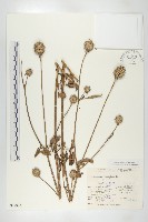 續斷藏品圖，第1張