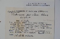 假繡球藏品圖，第2張