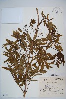 登錄號:S048986藏品圖，第1張