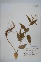 登錄號:S048988藏品圖，第1張