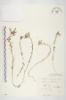 佛甲草藏品圖，第1張