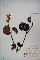 假繡球藏品圖，第1張