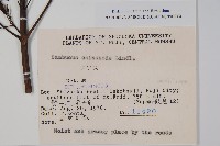 冇骨消藏品圖，第2張