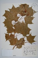 登錄號:S048997藏品圖，第1張