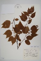 登錄號:S048998藏品圖，第1張