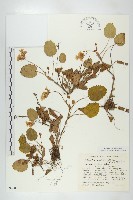 登錄號:S049000藏品圖，第1張