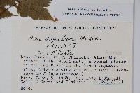 銳齒槭藏品圖，第2張