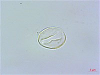 釣狀冷水花藏品圖，第2張