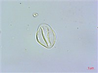 釣狀冷水花藏品圖，第3張