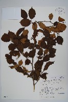 日本榛藏品圖，第1張