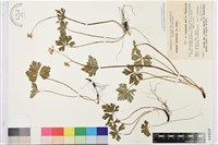 鵝掌草藏品圖，第1張